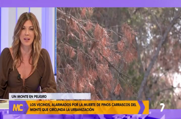 Reportaje-7tv